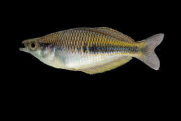 Image of Arfak rainbowfish