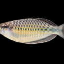 Image of Batanta rainbowfish