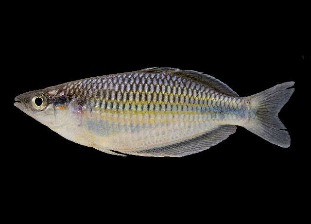 Image of Batanta rainbowfish