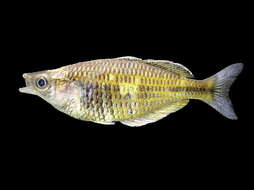 Image of Boeseman's Rainbowfish