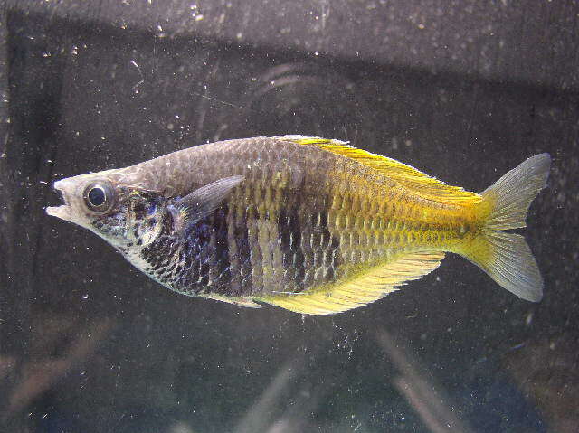 Image of Boeseman's Rainbowfish