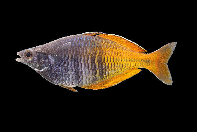 Image of Boeseman's Rainbowfish