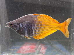 Image of Boeseman's Rainbowfish