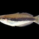 Image of Waigeo rainbowfish