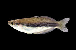 Image of Waigeo rainbowfish