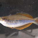 Image of Sorong rainbowfish