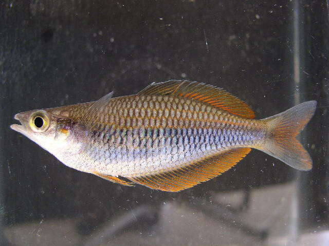 Image of Sorong rainbowfish