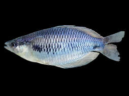 Image of Sorong rainbowfish