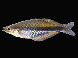 Image of Gold-line rainbowfish