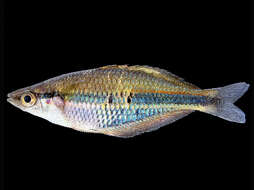 Image of Gold-line rainbowfish