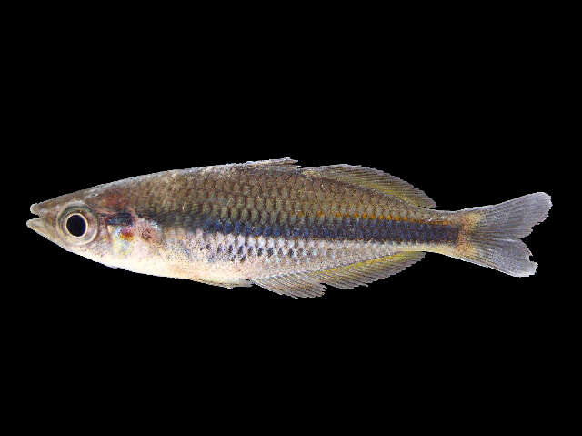 Image of Gold-line rainbowfish