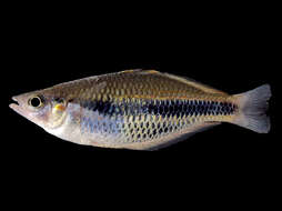 Image of Gold-line rainbowfish