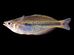 Image of Gold-line rainbowfish