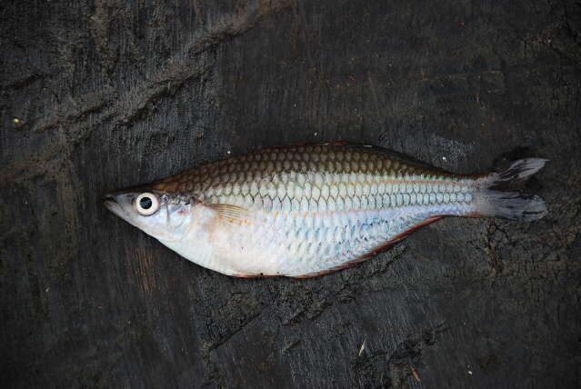 Image of Gold-line rainbowfish