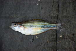 Image of Gold-line rainbowfish