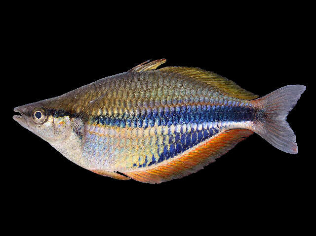 Image of Gold-line rainbowfish