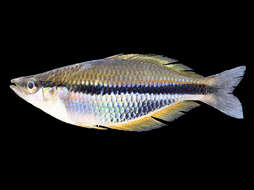 Image of Gold-line rainbowfish