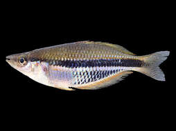 Image of Gold-line rainbowfish