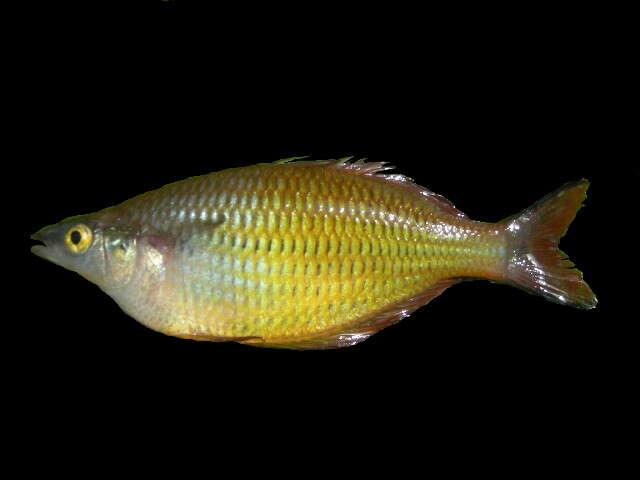 Image of Irian Jaya rainbowfish