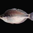 Image of Kamaka rainbowfish