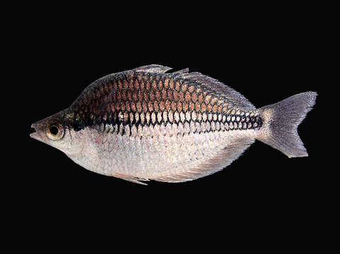 Image of Kamaka rainbowfish