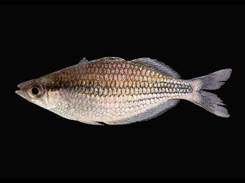 Image of Kamaka rainbowfish