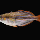 Image of Lake Furnusu rainbowfish