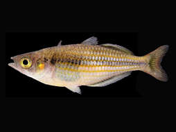 Image of Lake Furnusu rainbowfish