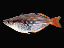 Image of Lake Furnusu rainbowfish