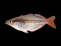 Image of Lake Furnusu rainbowfish