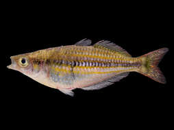 Image of Lake Furnusu rainbowfish