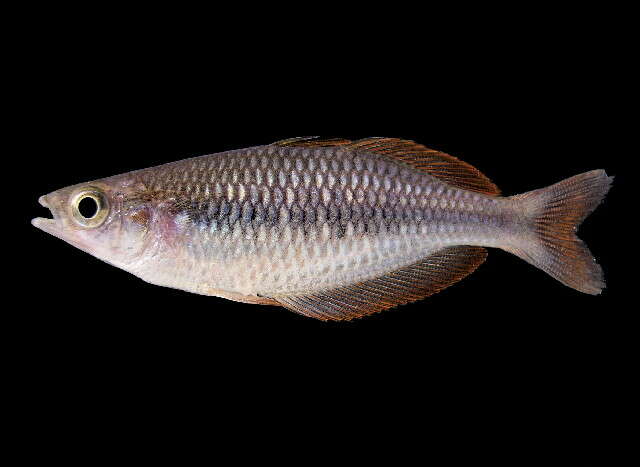 Image of Misool rainbowfish