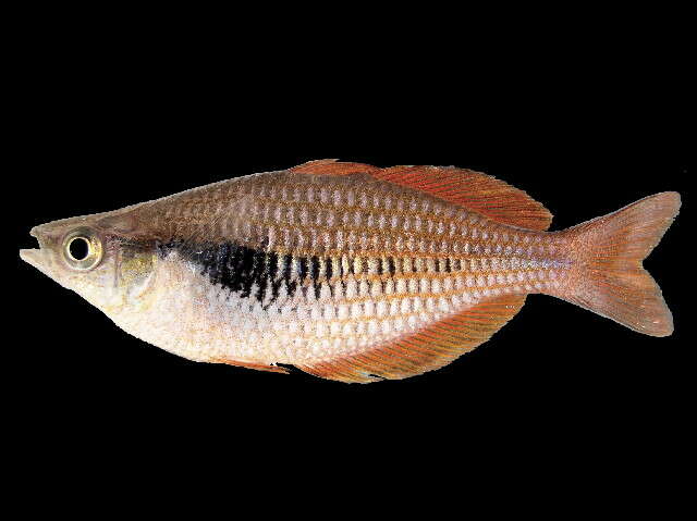 Image of Lake Kurumoi Rainbowfish