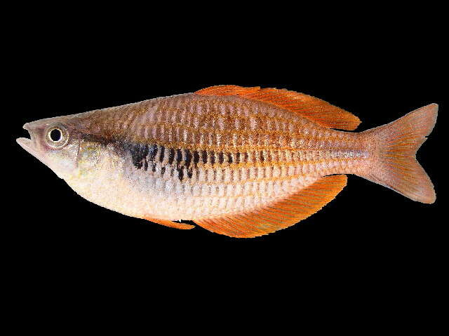 Image of Lake Kurumoi Rainbowfish