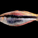 Image of Red-finned rainbowfish