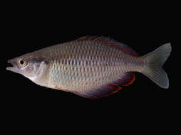 Image of Melanotaenia