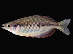 Image of Melanotaenia