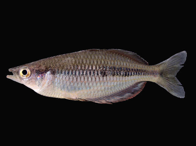 Image of Melanotaenia