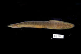 Image of Buff-backed spiny eel