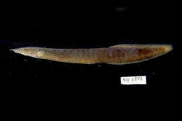 Image of Buff-backed spiny eel