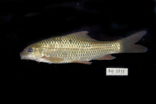 Image of Bonylip barb