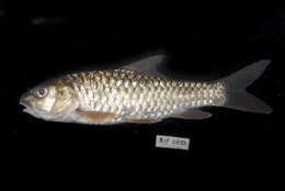 Image of Greater brook carp