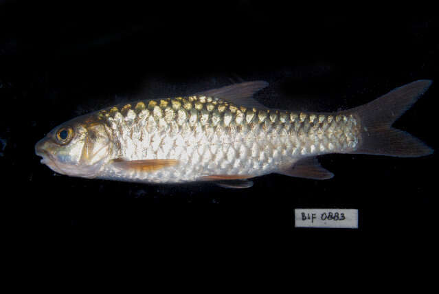 Image of Greater brook carp