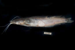 Image of African Catfish