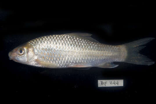 Image of Bonylip barb