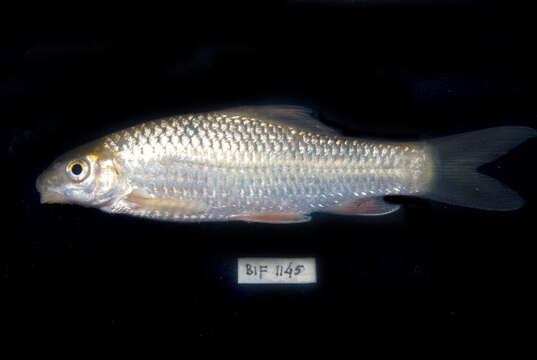 Image of Bonylip barb