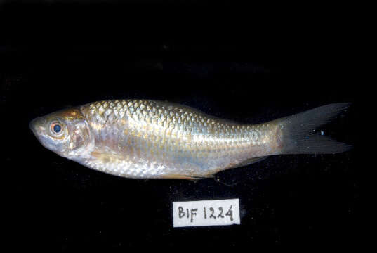 Image of Hard-lipped Barb