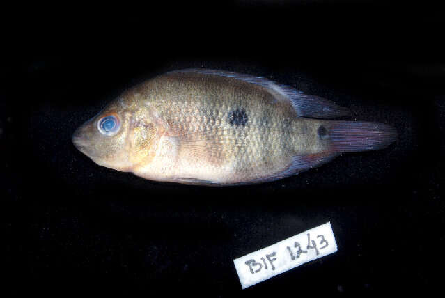 Image of Midas cichlid