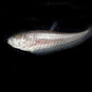 Image of Notopterus notopterus (Pallas 1769)