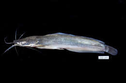 Image of African Catfish